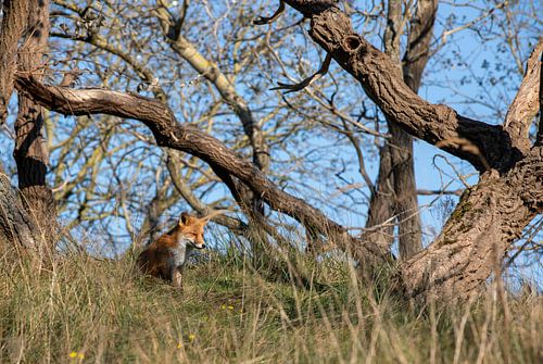 Renard dans la nature