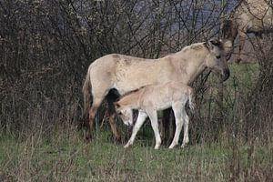 Cheval Konik avec poulain sur John Kerkhofs