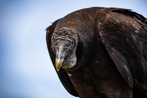 Vulture looks at you with sharp gaze by Planeblogger