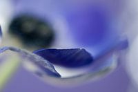 Paarse anemoon,Purple anemone, Anémone pourpre,Lila Anemone