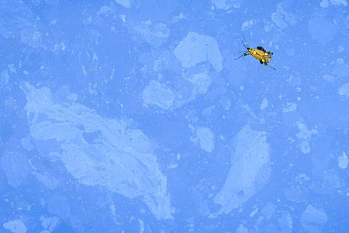 Gouden kever in het blauwe water