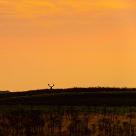 Deer at sunset by Fabrizio Micciche