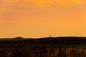 Cerf au coucher du soleil