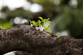 Jonge kersenbloesem by Schram Fotografie