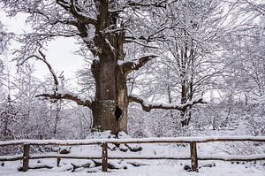 Alte Kamineiche im Winter