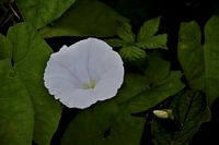 Soothing, flowering flower.