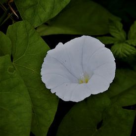 Beruhigende, blühende Blume. von Stacy Slotboom