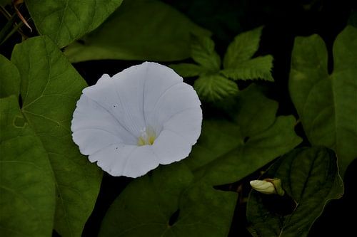 Fleur apaisante et florissante.