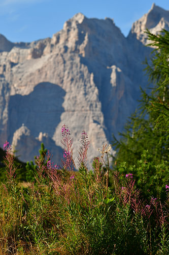 Blooming mountain landscape