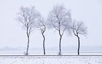 Trees