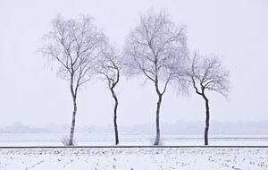 Trees by Anne Koop
