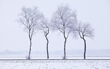 Trees van Anne Koop