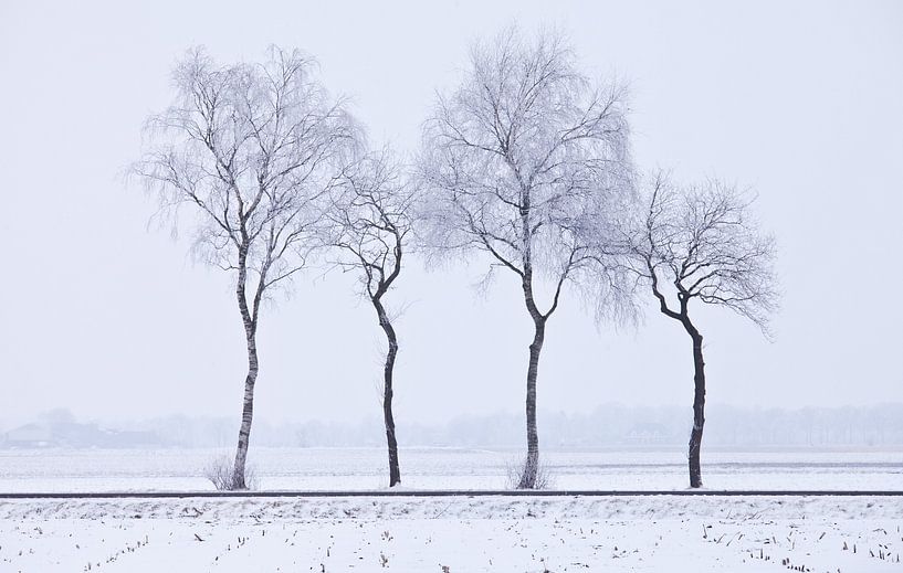 Trees by Anne Koop