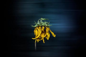Sonnenblume von Ribbi
