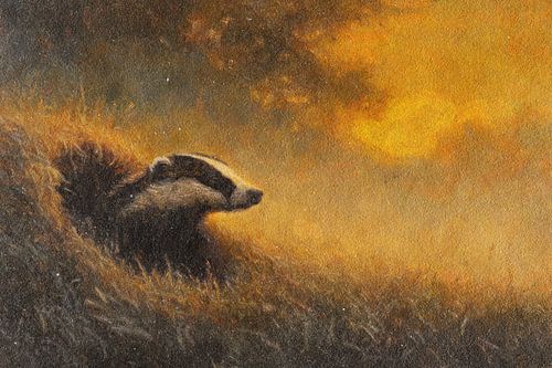 Badger in the Golden Light