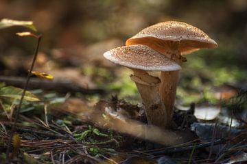 Paddenstoelen in het zonlicht van Linda Lu