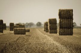 Abgeschnitten von der Welt von Dick Nieswaag