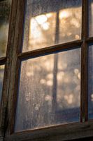 Sun glitter through the window at Hortus Leiden