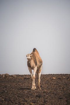 Eenzame dromedarissen door de Marokkaanse Sahara