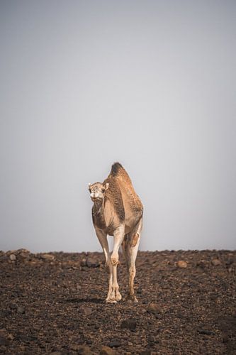 Lonely dromedaries through the Moroccan Sahara