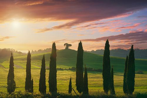 Paysage de la Maremme. Cyprès et collines. Toscane