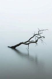 The aesthetics of driftwood