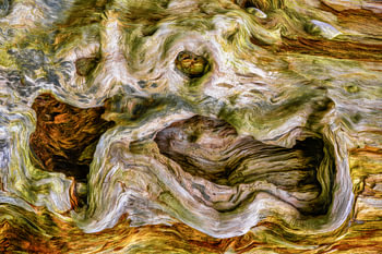 Abstract Pollard Willow