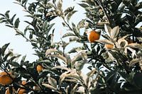 Des citrons sur un citronnier en Italie à San Remo
