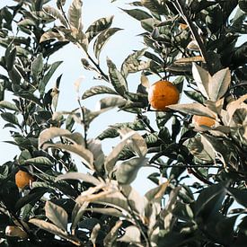 Zitronen an einem Zitronenbaum in Italien in San Remo von Leanne Remmerswaal