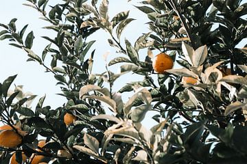 Citroenen aan een citroenboom in Italië in San Remo van Leanne Remmerswaal