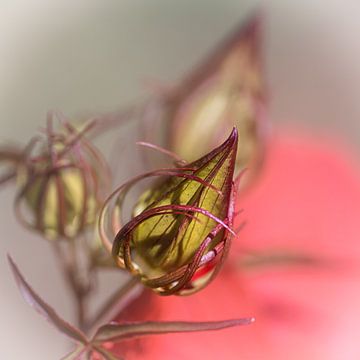 Blütenknospe eines roten Hibiskus von Dafne Vos
