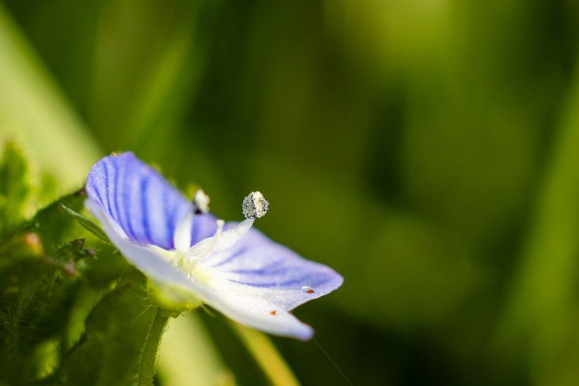 Akkerereprijs by SchumacherFotografie