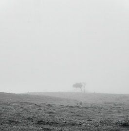 Andean bush on foggy sunrise at high paramo mountain by Alberto Gutierrez
