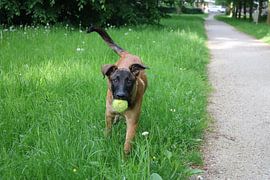 Mechelse herder pup met hangoren von Rosalie Broerze