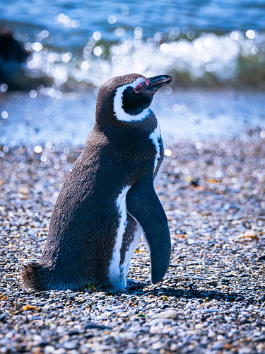 Magellanic Penguin