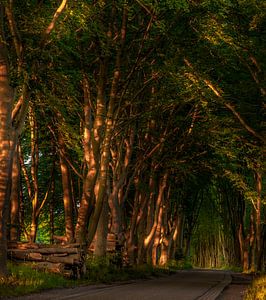 evening road