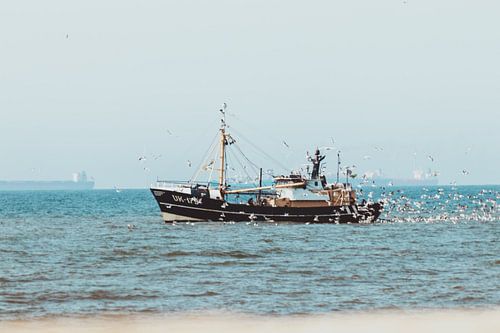 Fishing boat at Scheveningen with lots of seagulls