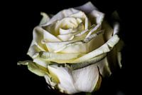 Witte roos