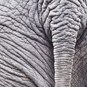 Olifant