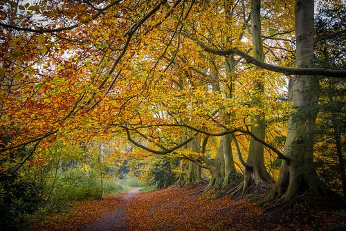 Droombos in Backershagen Wassenaar van Dirk van Egmond