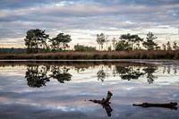Putse moer in de Kalmthoutse heide