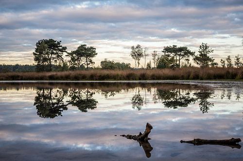 Putse nut in the Kalmthoutse heather