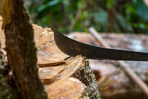 Machete spaltet das Holz eines tropischen Hartholzbaums von rene marcel originals