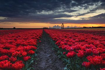 rote Tulpen bei Sonnenaufgang von peterheinspictures