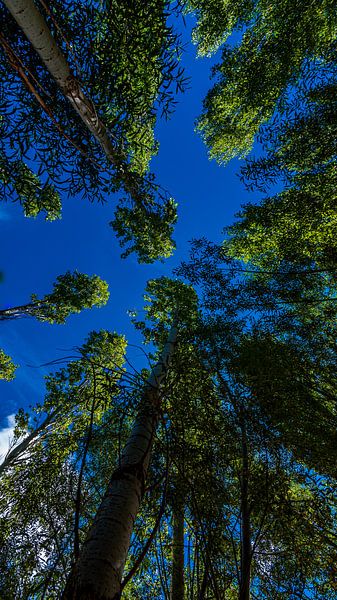 Wide-angle trees by Roland's Foto's