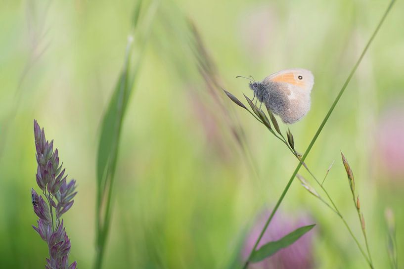 Sommer-Vibes von Birgitte Bergman