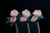 2 colored roses