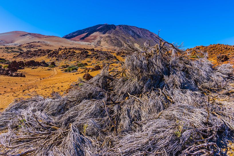 Nationalpark Teneriffa von Walter G. Allgöwer