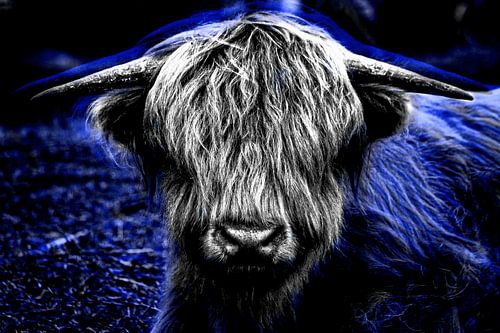Scottish Highlander Blau von Ruud van der Wees