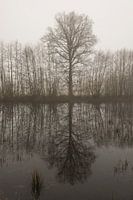 Tree outline with reflection in the morning mist